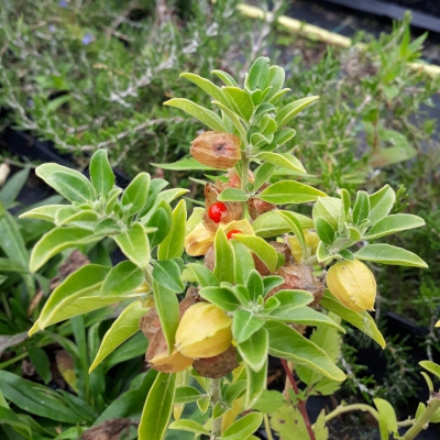 HERBALUS ASWAGANDHA